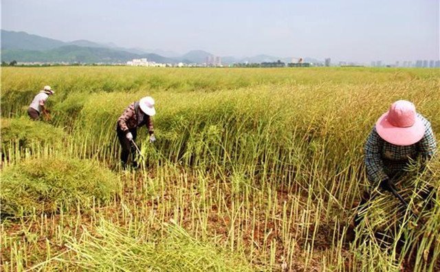 農(nóng)村的秸稈稻草，棉花桿，廢舊木材花生殼，都是農(nóng)業(yè)垃圾，在過去這些東西沒有人稀罕，到處亂扔，影響了農(nóng)村的面貌
