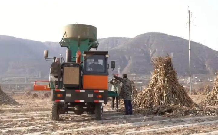 近日，走進(jìn)曲子鎮(zhèn)孟家寨村，工人們正駕駛農(nóng)機(jī)將秸稈打包回收，袁歲寶跟在機(jī)器后面細(xì)細(xì)數(shù)著自家玉米地剛剛打包完成的草包。